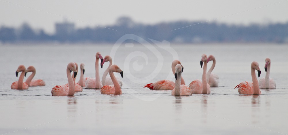 Flamingo group in the water - Nature Stock Photo Agency