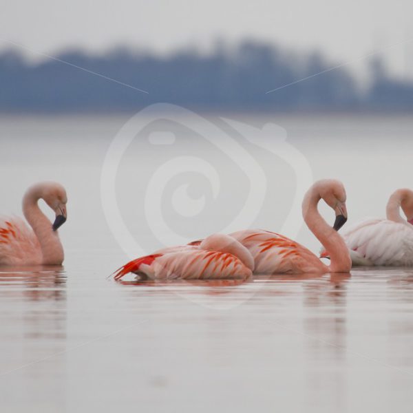 Flamingo’s on a lake - Nature Stock Photo Agency