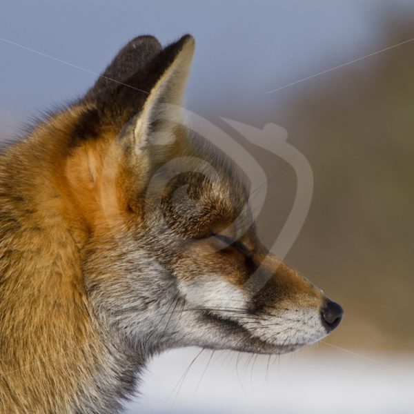 Fox closeup in winter - Nature Stock Photo Agency