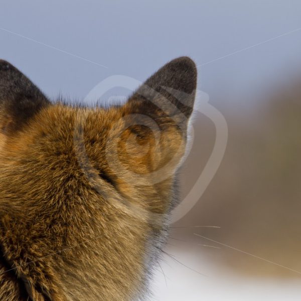 Fox looking away in the snow - Nature Stock Photo Agency
