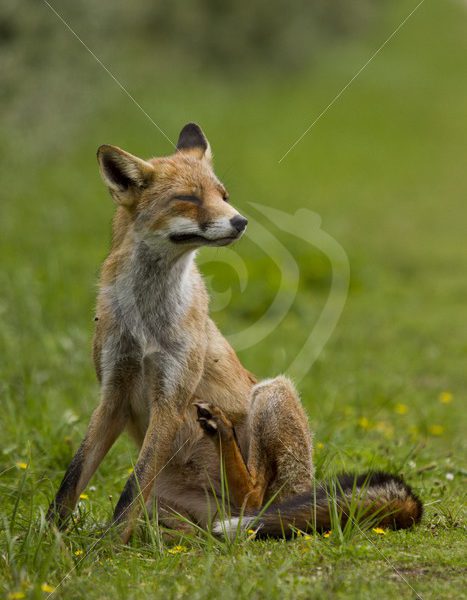 Fox scratching itching - Nature Stock Photo Agency