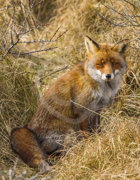 Fox sitting in long grass - Nature Stock Photo Agency