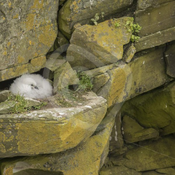 Fullmar chick in the nest - Nature Stock Photo Agency