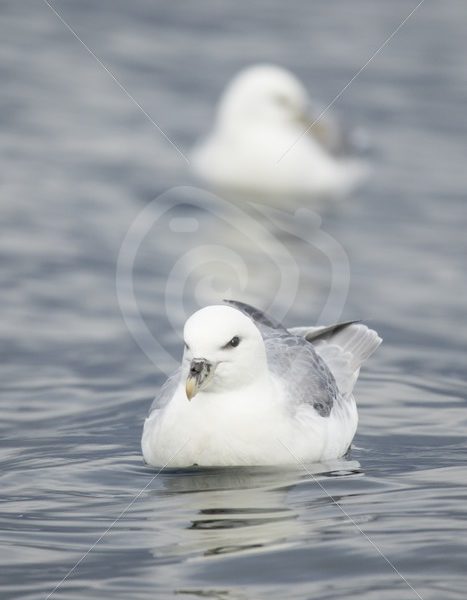 Fullmar relaxing on the water - Nature Stock Photo Agency