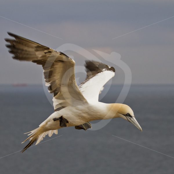 Gannet in flight - Nature Stock Photo Agency
