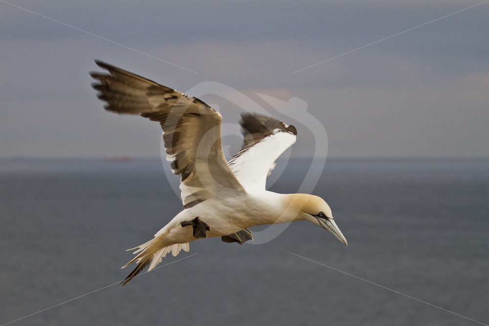 Gannet in flight - Nature Stock Photo Agency