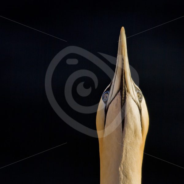 Gannet looking up - Nature Stock Photo Agency