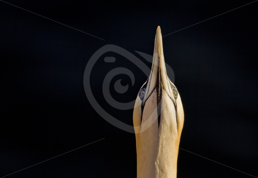 Gannet looking up - Nature Stock Photo Agency