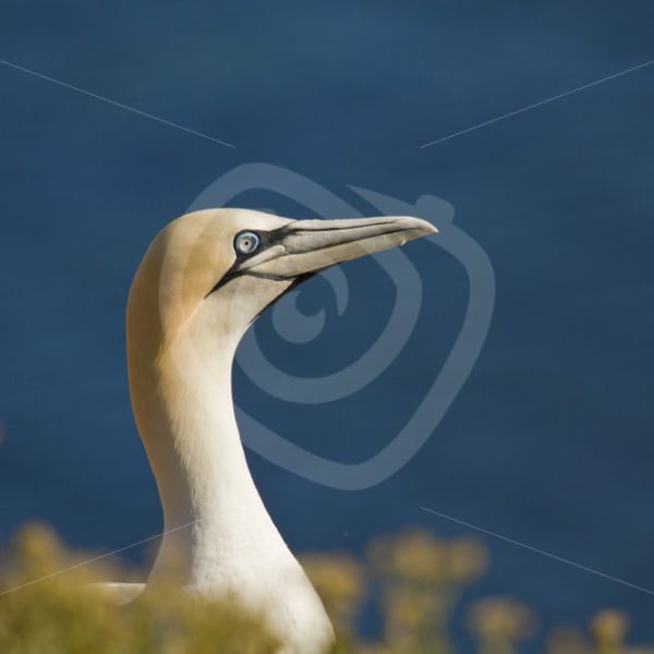 Gannet overlooking the ocean - Nature Stock Photo Agency