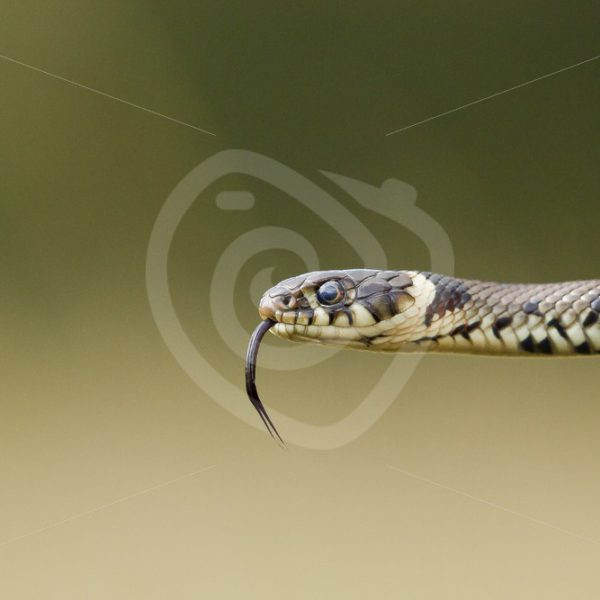Grass snake closeup - Nature Stock Photo Agency