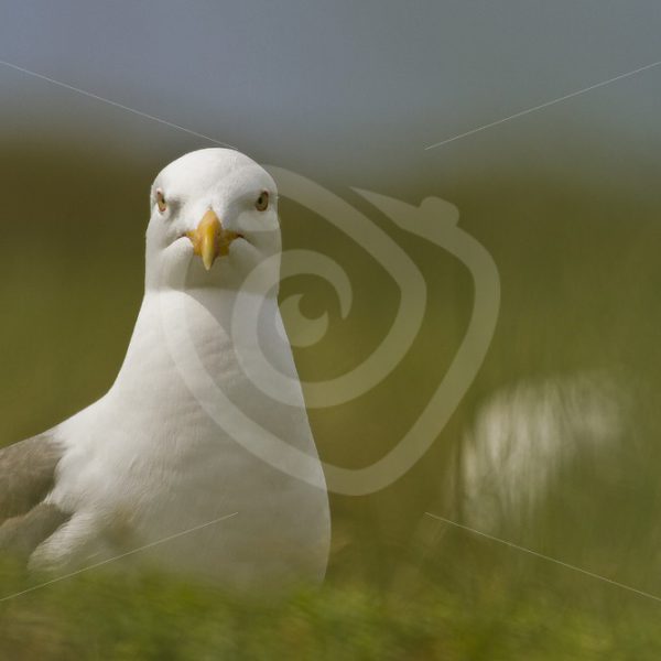 Great black-backed gull closeup - Nature Stock Photo Agency