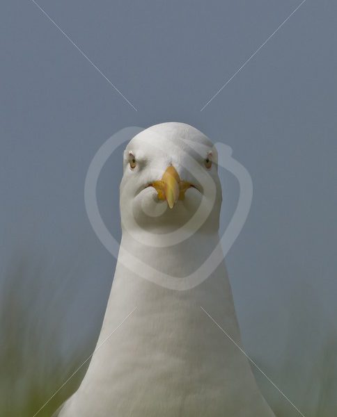 Great black-backed gull front view closeup - Nature Stock Photo Agency