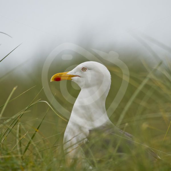 Great black-backed gull in between grass - Nature Stock Photo Agency