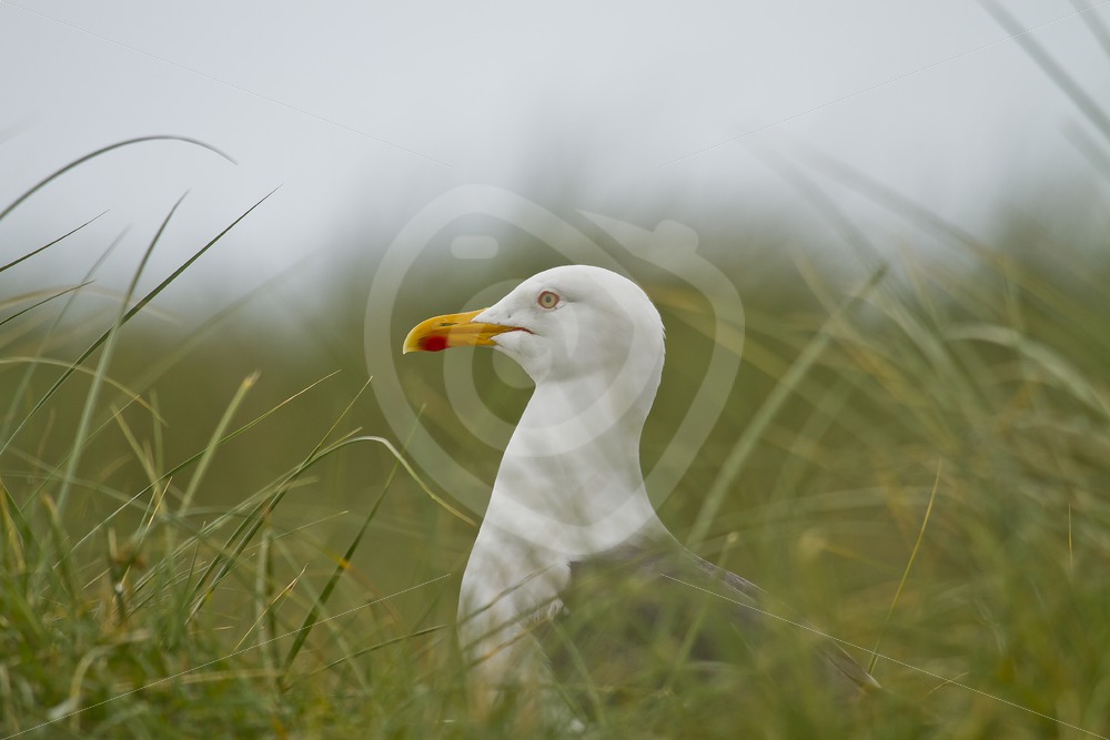 Great black-backed gull in between grass - Nature Stock Photo Agency