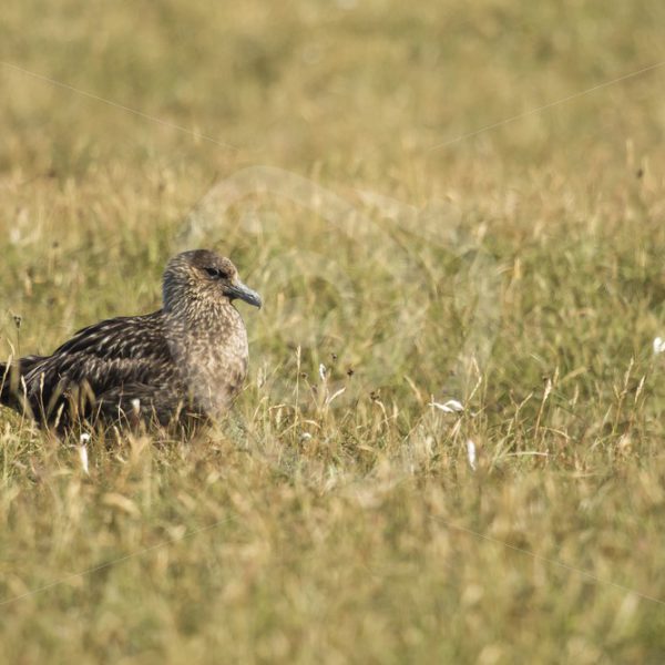 Great skua in the grass - Nature Stock Photo Agency