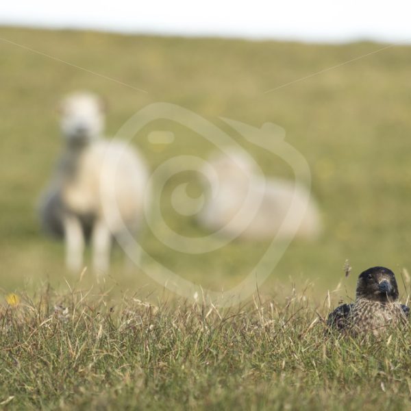 Great skua nesting between sheeps in Shetland - Nature Stock Photo Agency