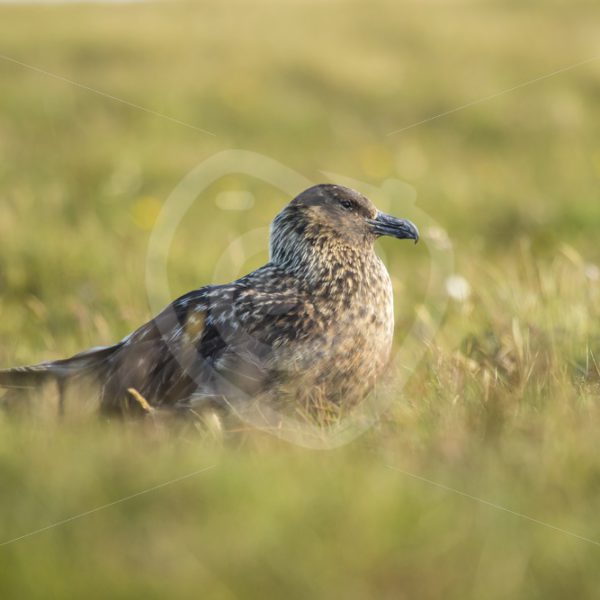 Great skua portret - Nature Stock Photo Agency