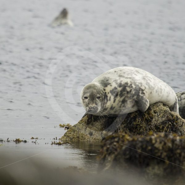 Grey seal resting on a rock - Nature Stock Photo Agency