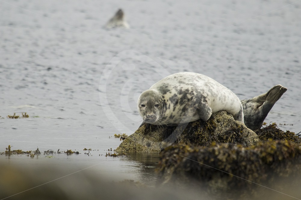 Grey seal resting on a rock - Nature Stock Photo Agency