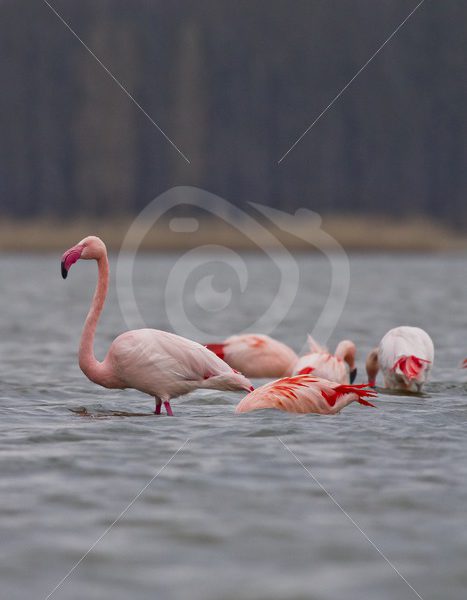 Group of Flamingos in the lake - Nature Stock Photo Agency