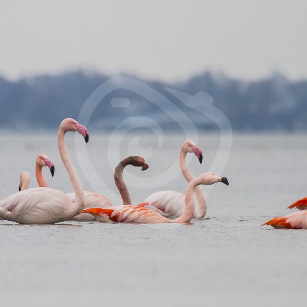 Group of flamingo’s in a lake - Nature Stock Photo Agency