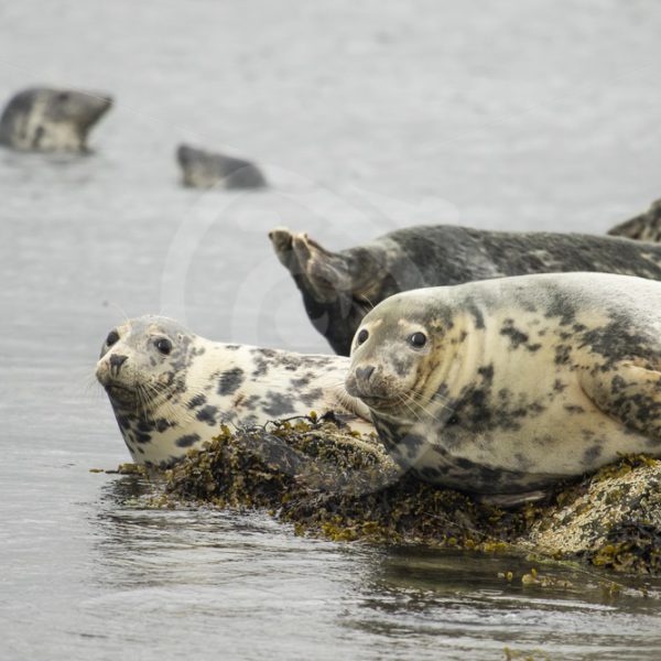 Group of grey seals on the rocks - Nature Stock Photo Agency