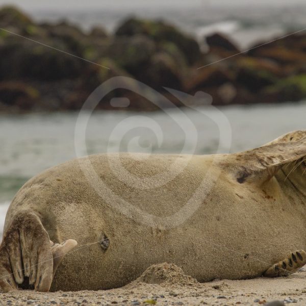 Harbor seal covering eyes - Nature Stock Photo Agency