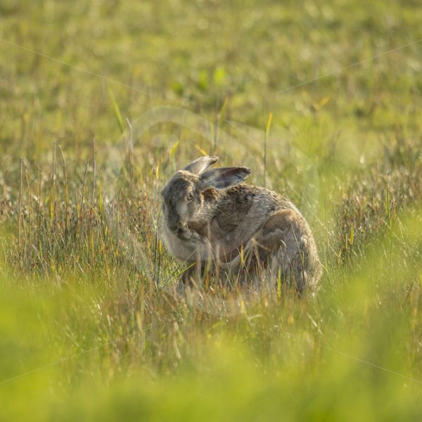 Hare scratching in the grass - Nature Stock Photo Agency