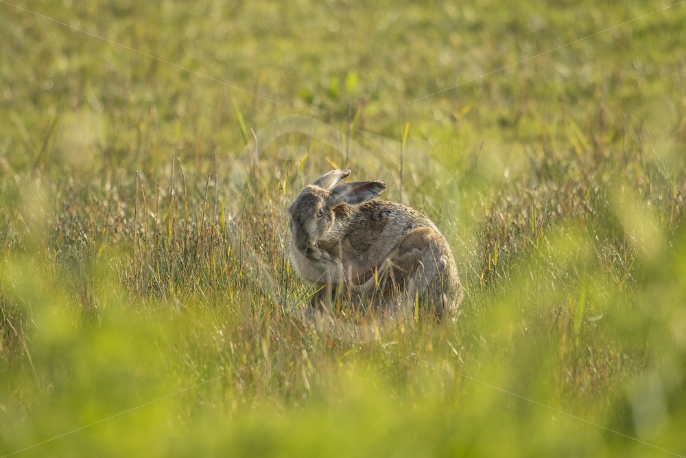 Hare scratching in the grass - Nature Stock Photo Agency