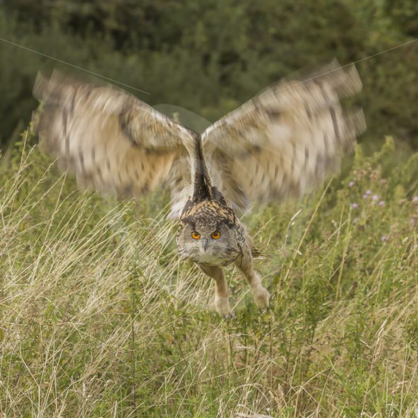 Horned owl in flight - Nature Stock Photo Agency
