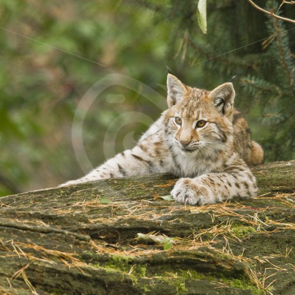 Juvenile Eurasian lynx on a tree - Nature Stock Photo Agency