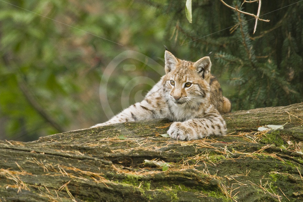Juvenile Eurasian lynx on a tree - Nature Stock Photo Agency