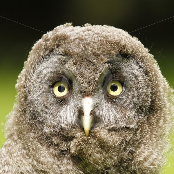 Juvenile Great Grey owl closeup - Nature Stock Photo Agency
