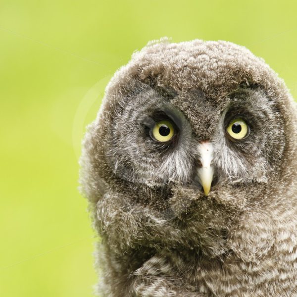 Juvenile Great Grey owl looking in front - Nature Stock Photo Agency