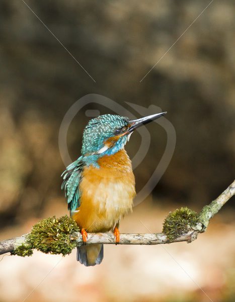 Juvenile kingfisher looking upwards - Nature Stock Photo Agency
