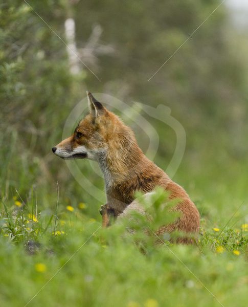 Juvenile red fox in the grass - Nature Stock Photo Agency