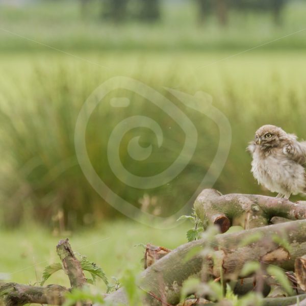 Juvenile tiny owl shaking on wood logs - Nature Stock Photo Agency