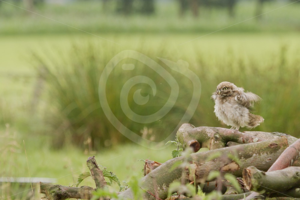 Juvenile tiny owl shaking on wood logs - Nature Stock Photo Agency