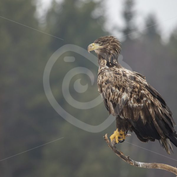 Juvenile white-tailed eagle sitting on a branch - Nature Stock Photo Agency