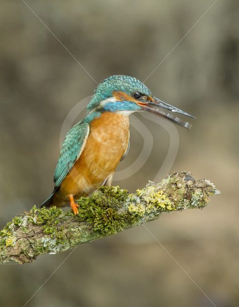 Kingfisher chatting - Nature Stock Photo Agency