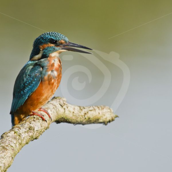 Kingfisher on a branch - Nature Stock Photo Agency