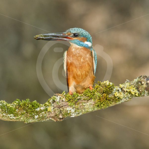 Kingfisher with fish - Nature Stock Photo Agency