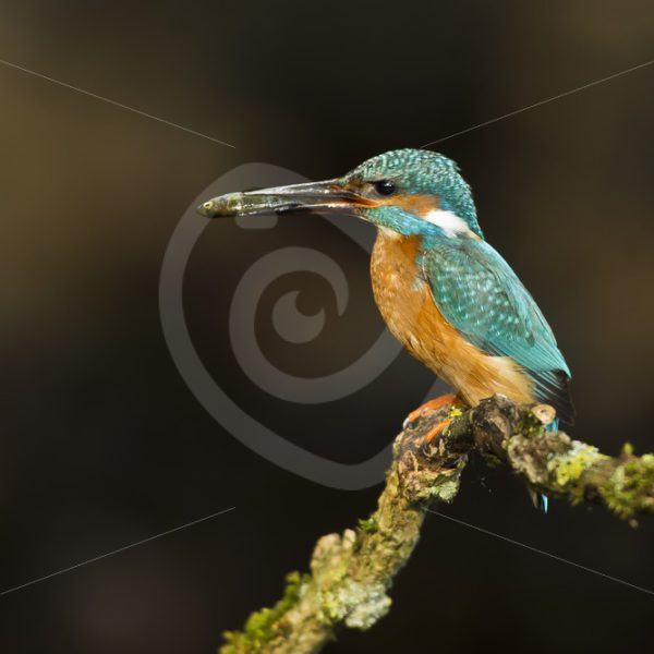Kingfisher with fish on a branch - Nature Stock Photo Agency