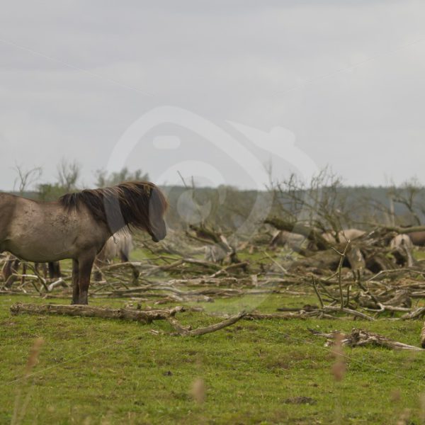Konik horse in the moorland - Nature Stock Photo Agency
