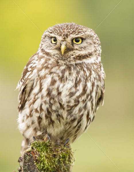 Little owl closeup portrait - Nature Stock Photo Agency