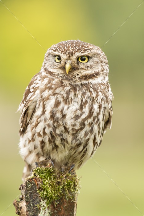 Little owl closeup portrait - Nature Stock Photo Agency