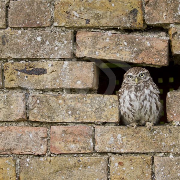 Little owl hiding in stone wall - Nature Stock Photo Agency
