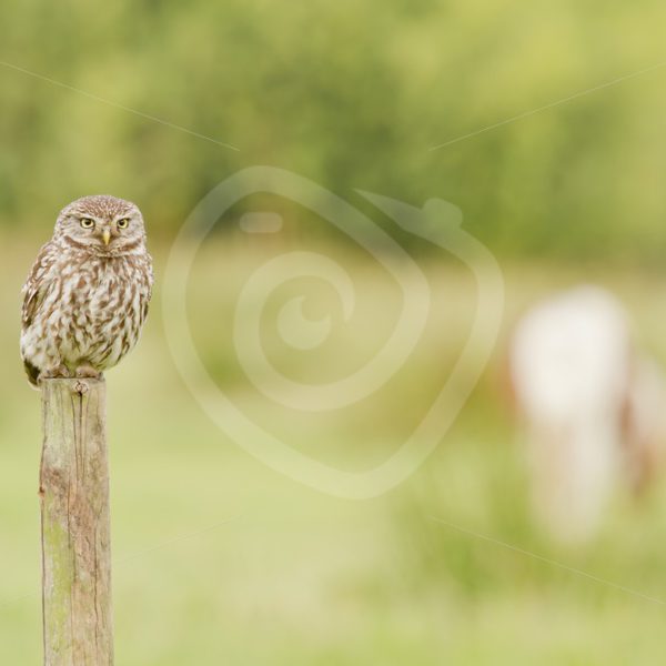 Little owl in a field on a pole - Nature Stock Photo Agency