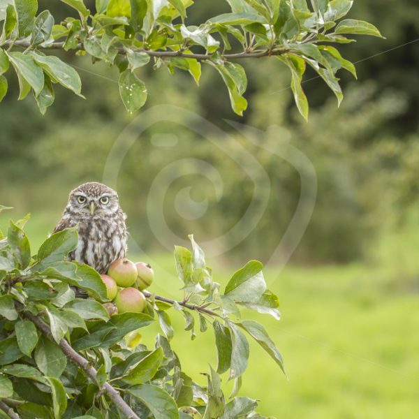 Little owl in apple tree - Nature Stock Photo Agency