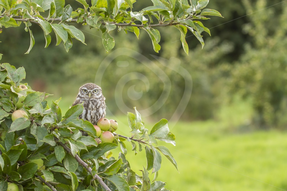 Little owl in apple tree - Nature Stock Photo Agency